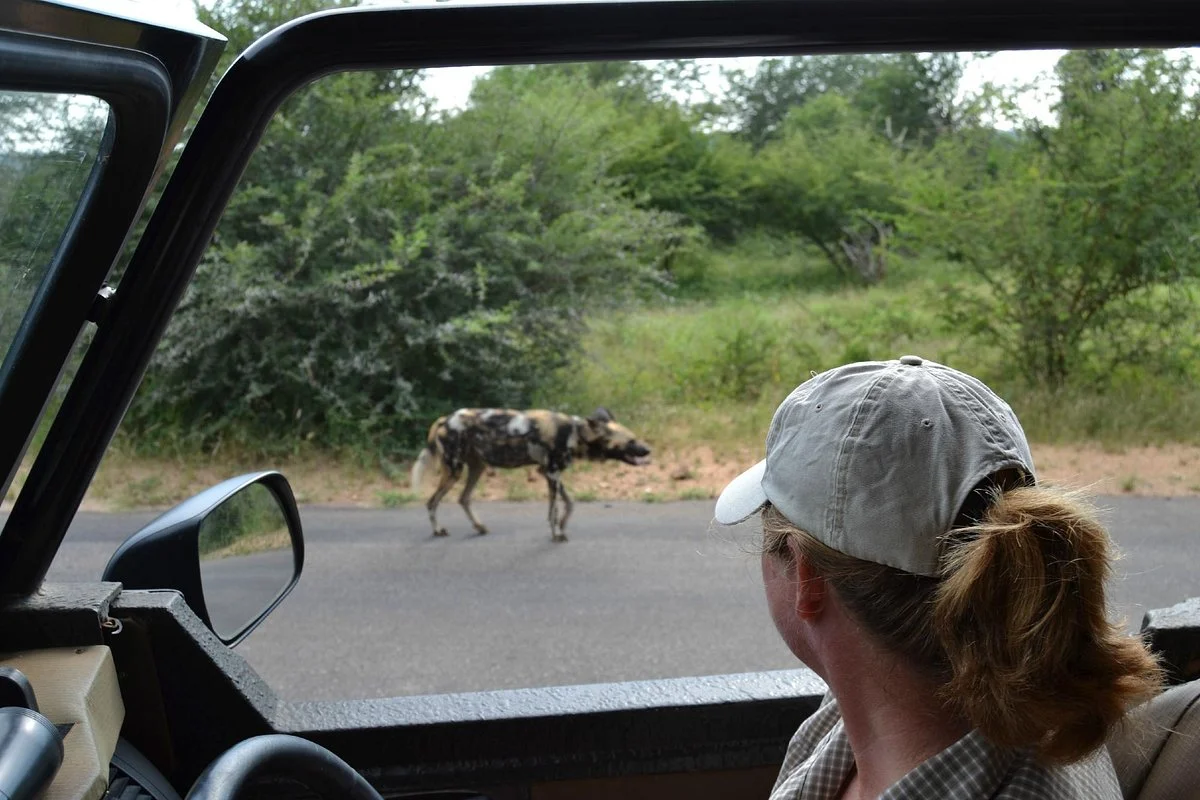 Discover Kruger Safaris