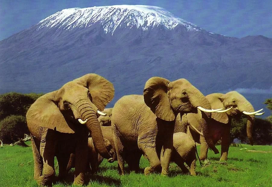 Felessy Tours and Safaris - Diani Beach Kenya