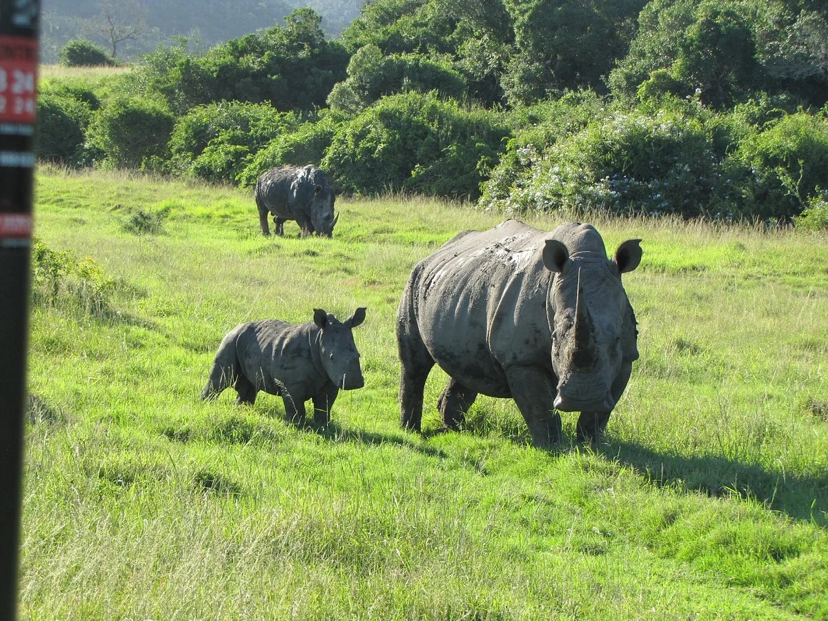 Sibuya Game Reserve - Private Day Trips