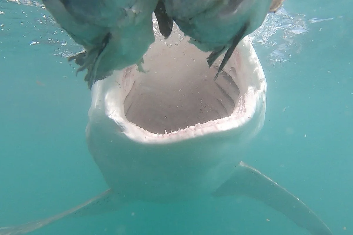 Cape Shark Adventures