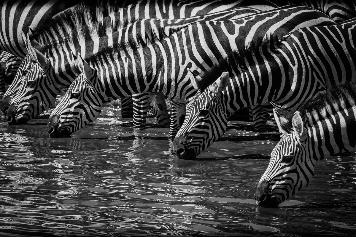 Wild Tanzania