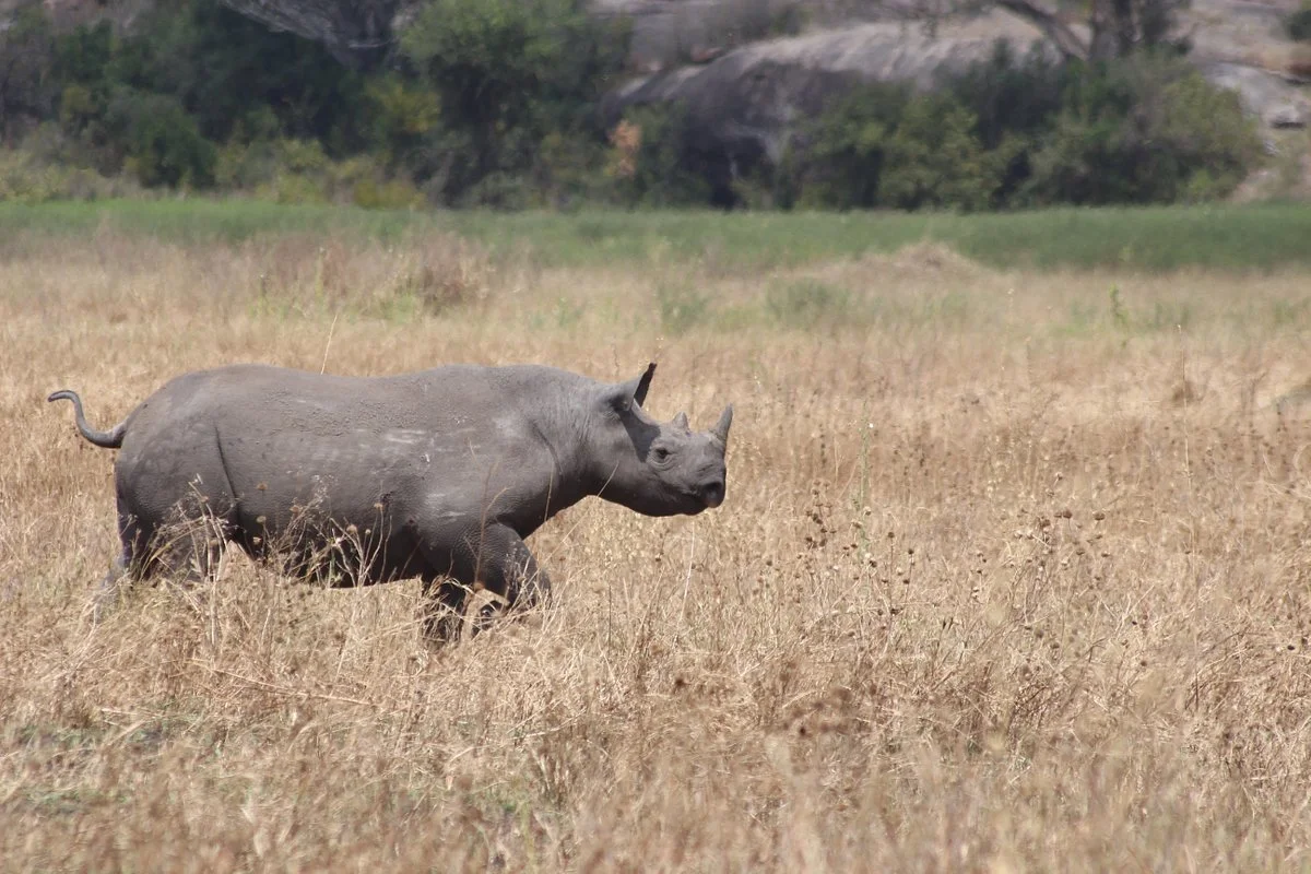 Udaay Safari & Tours (T) Ltd
