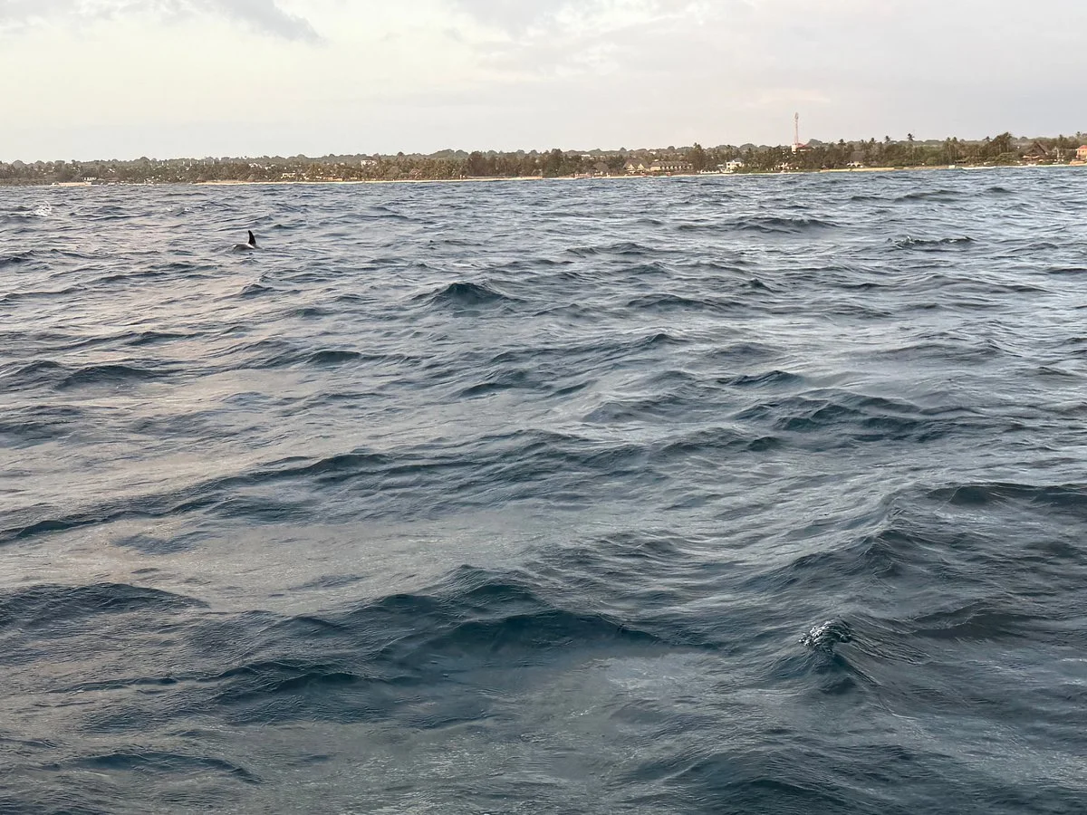 Moha Zanzibar Tours