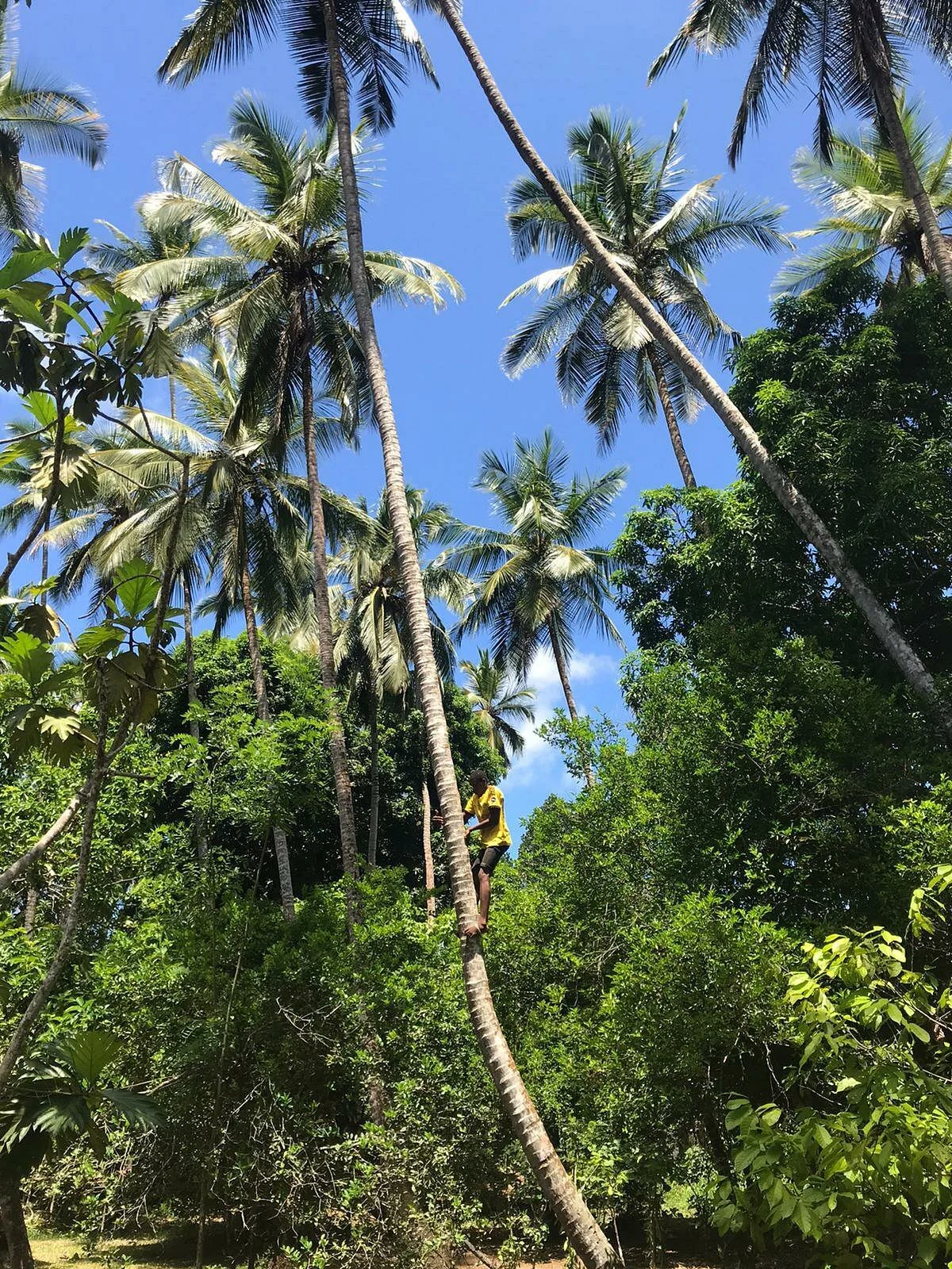 Bwa Mzee Spice Farm