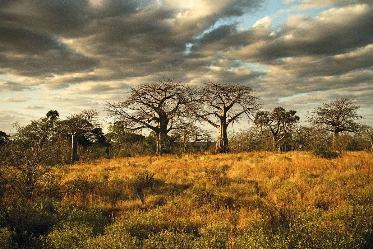 Mowana Safari Adventure