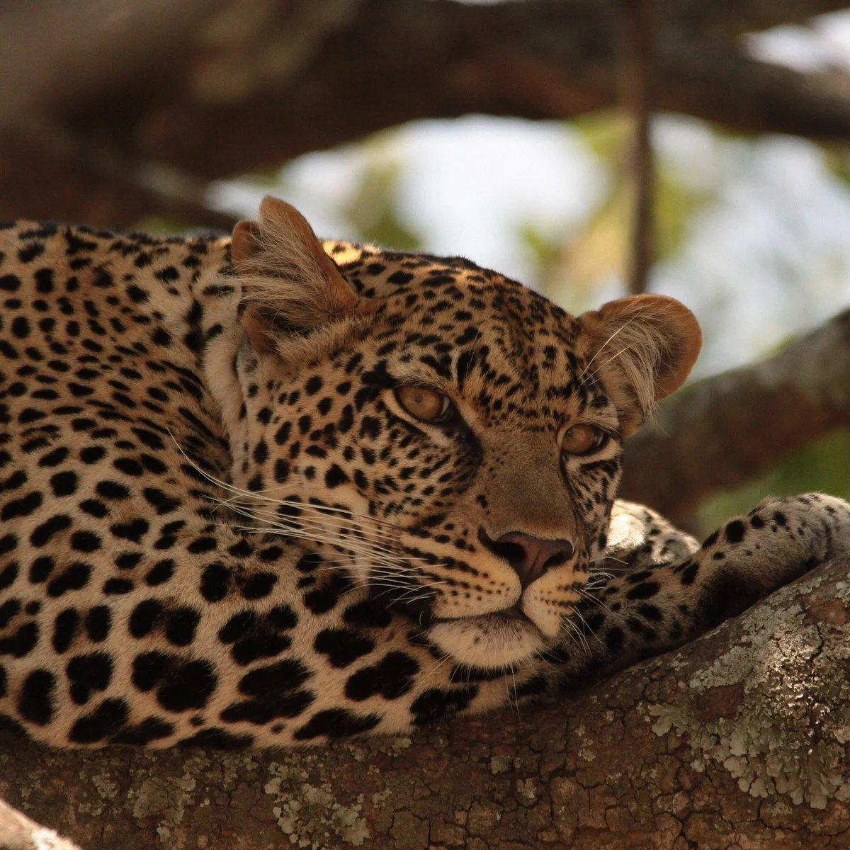 African Heart Expeditions