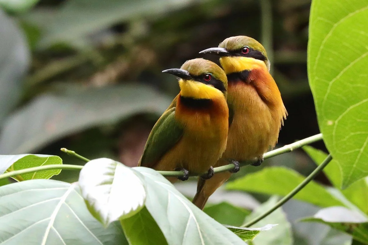 Turaco Birdwatching and Expedition Tours