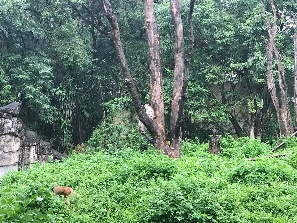 Nisargakavi Bahinabai Chaudhary Zoo