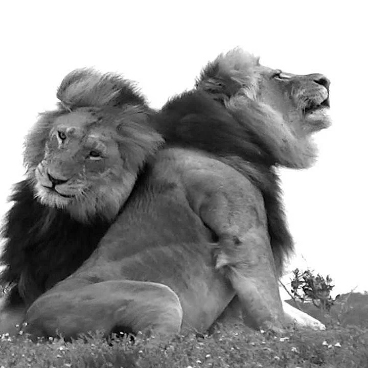 ADDO Indlovu Safaris