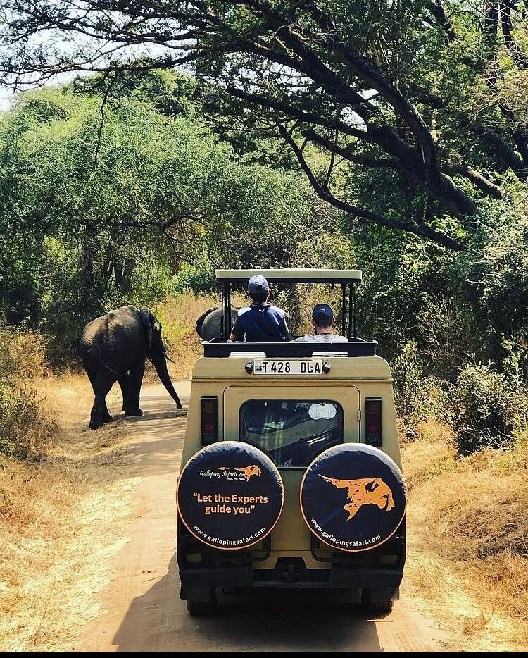Galloping Safaris - Day Tours