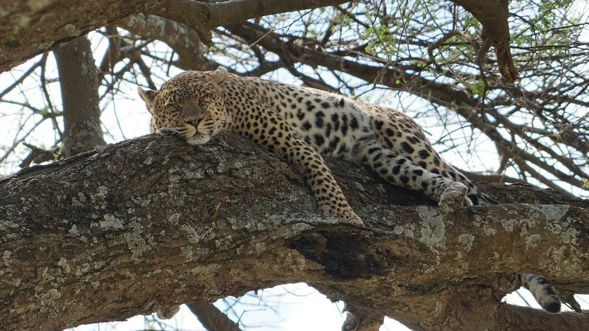 Felicia Travel Tanzania