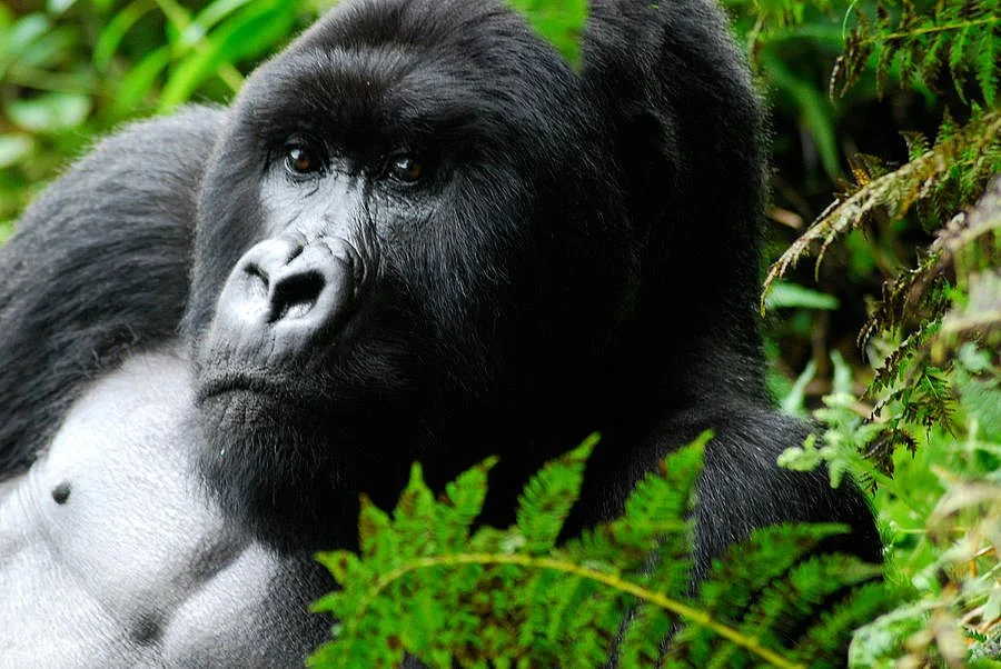 Show Me Around Rwanda Safaris