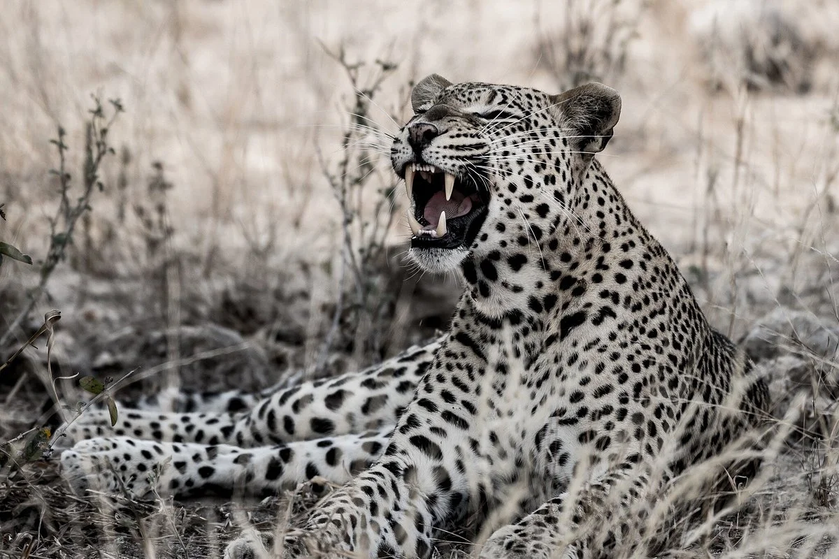 Jemu Mwenda Expeditions