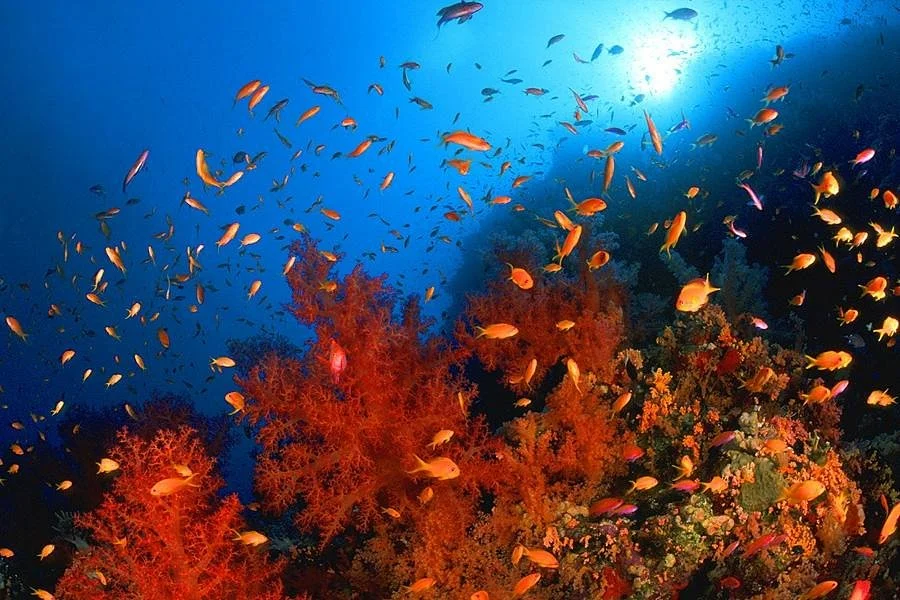 Sinai Divers Diving Center