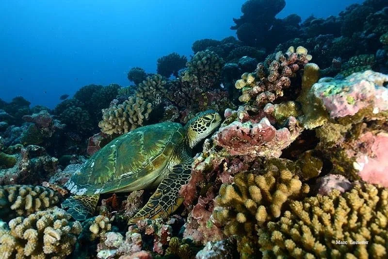 3 Turtles Diving Center