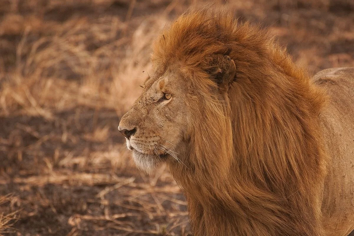 Ayo Jenga Safari