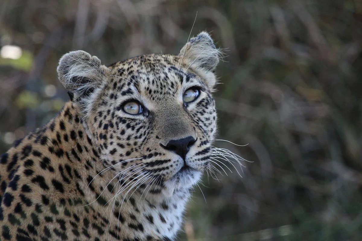 Mangaleka Africa