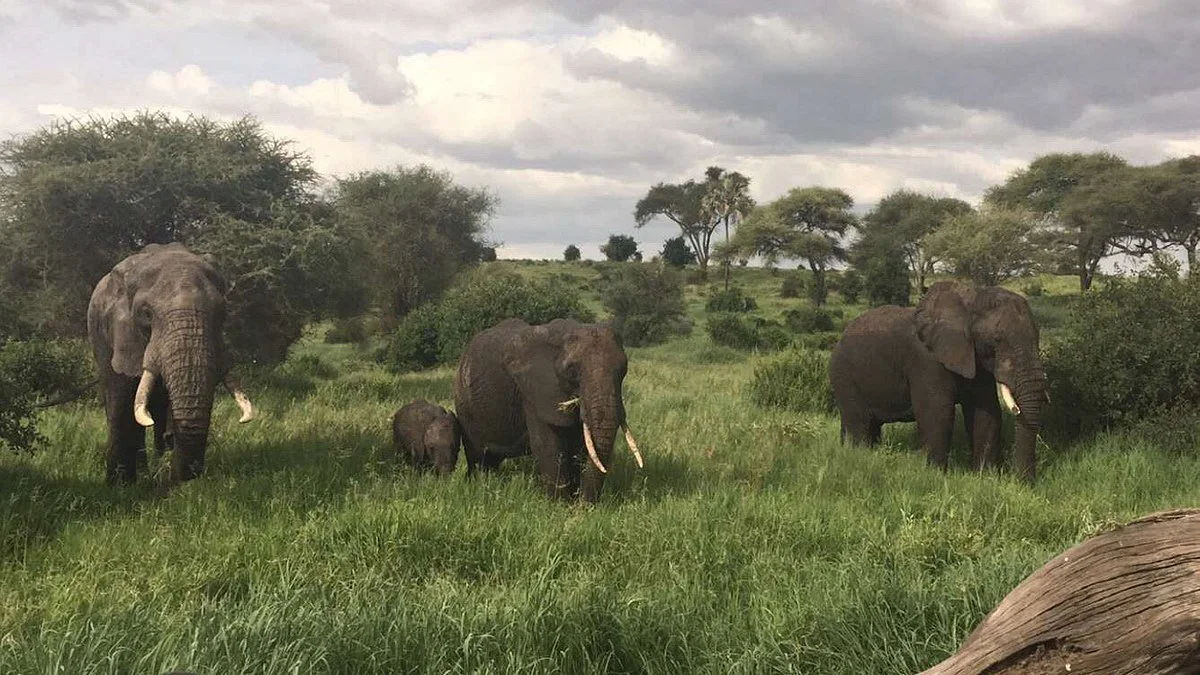 Safari Sasa