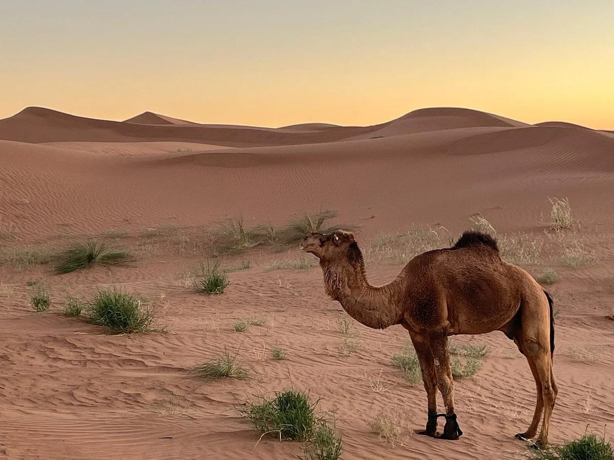 Desert Foum Zguid