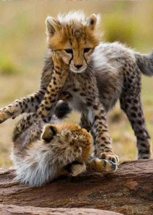 Lawrence Photography And Safaris