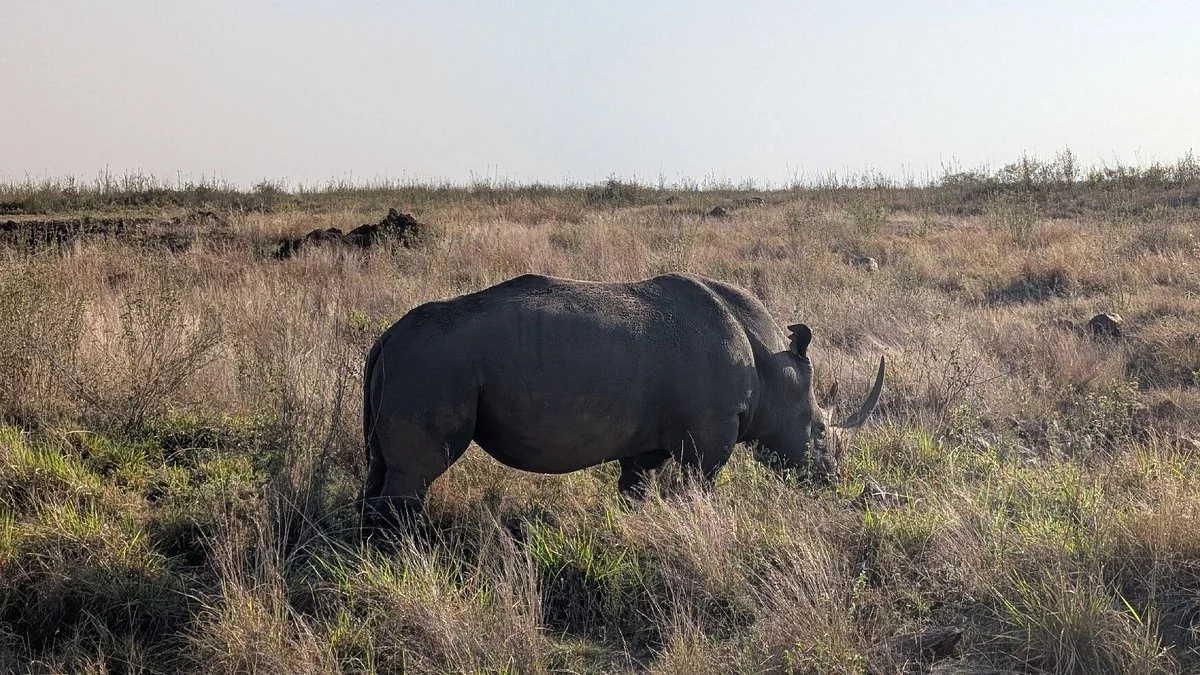 Zuru Africa safaris
