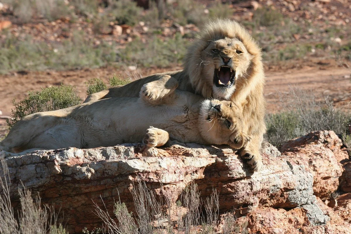 Aquila Private Game Reserve - Day Trip Safari