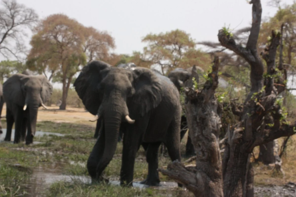 Lucky Adventure Safaris
