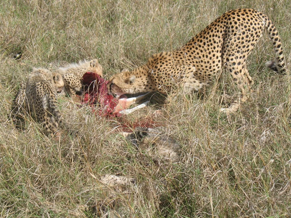 Alibaba Tours and Safaris