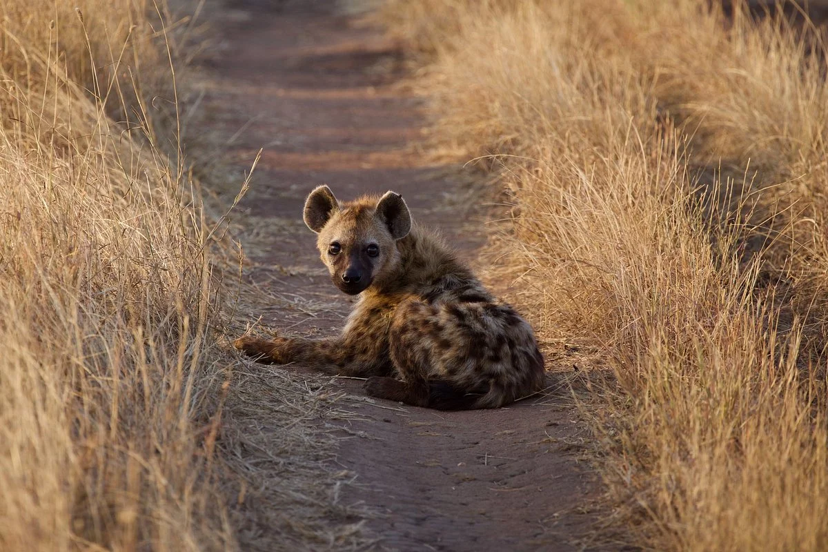 Gateway Tanzania Safaris