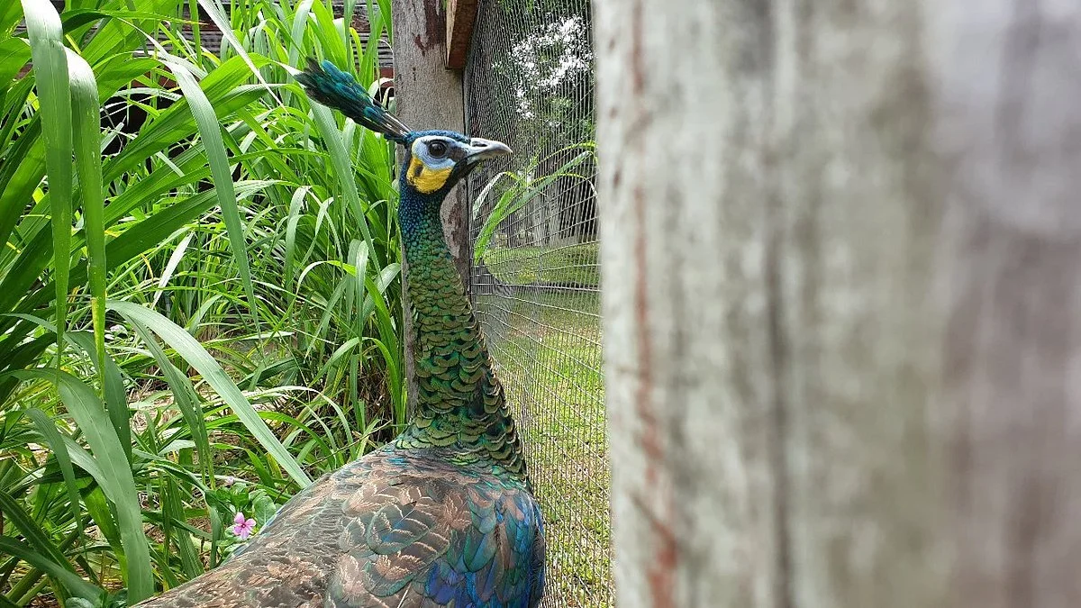 Huai Sai Wildlife Breeding Center