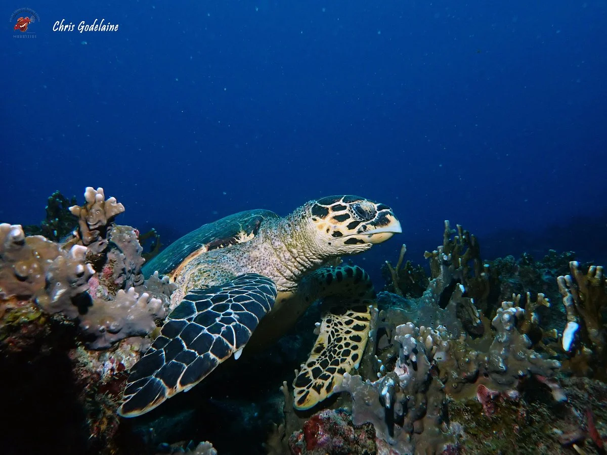 Exploration Sous-Marine