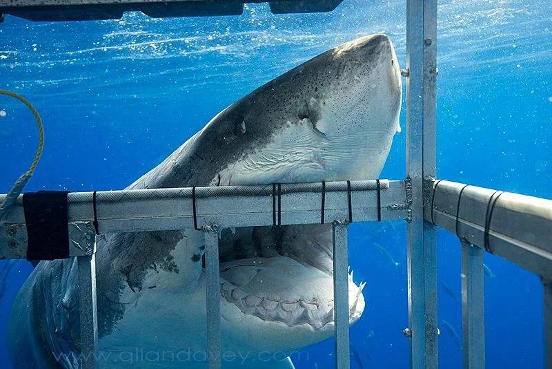 Shark Zone