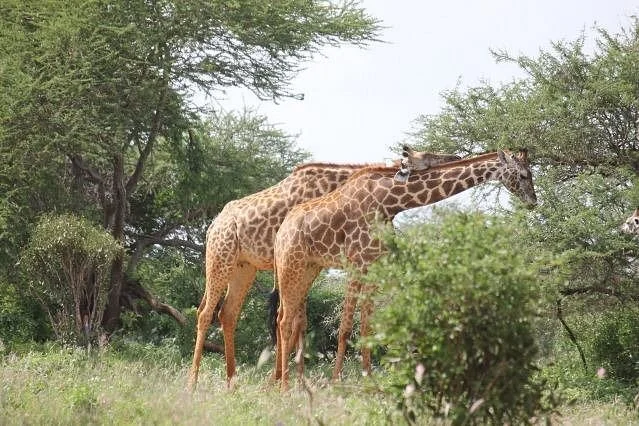 Funtimes African Safaris