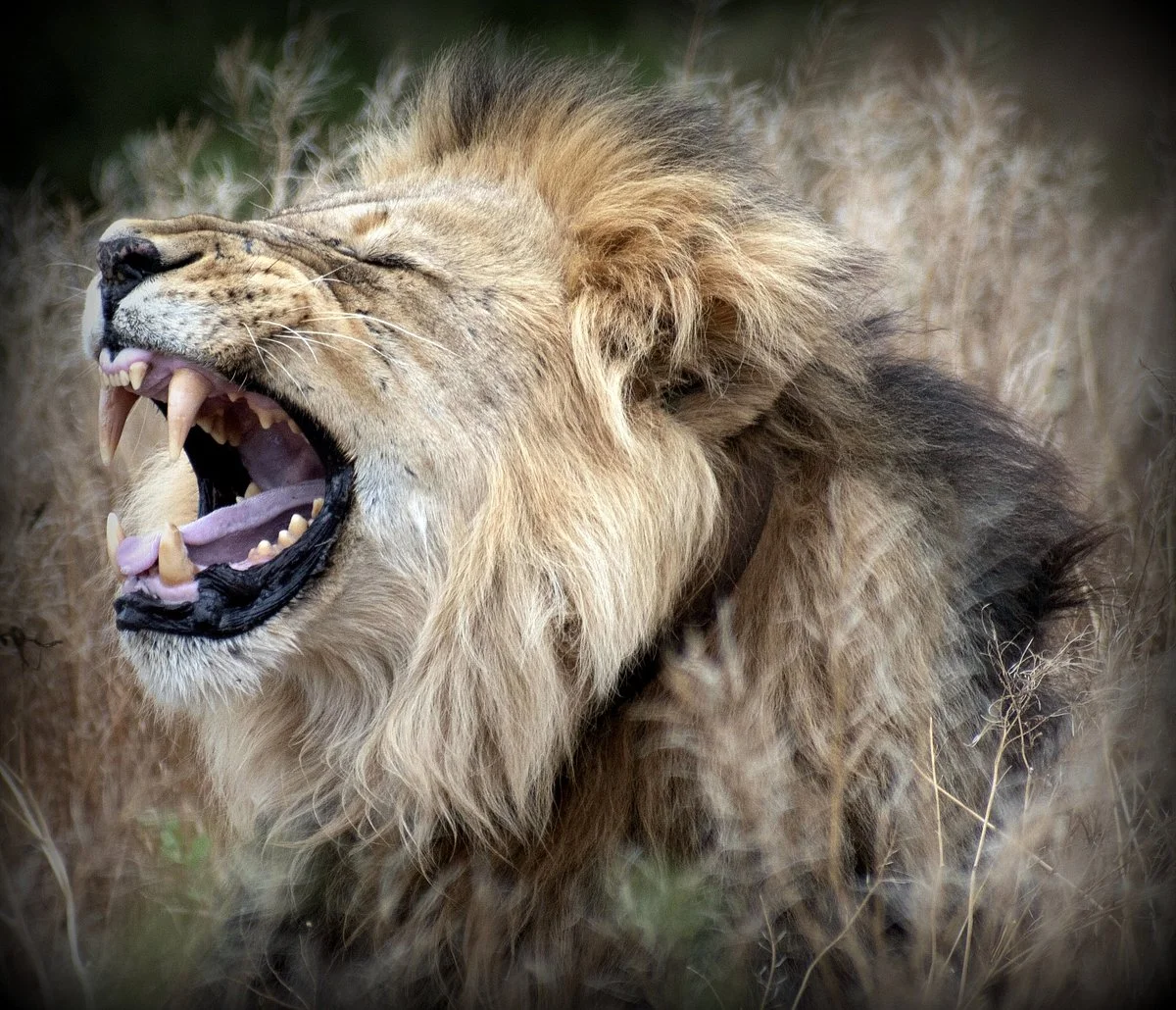 Kakuli Safaris