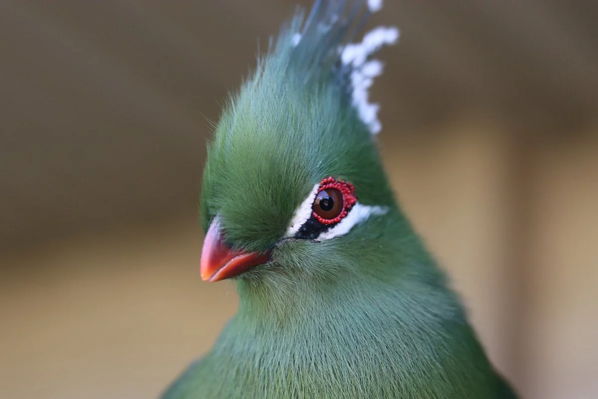 Birds At Thirty
