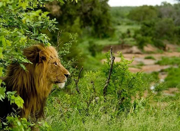 Nandzana Safaris