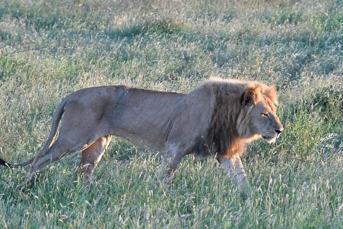 Africa nel Cuore