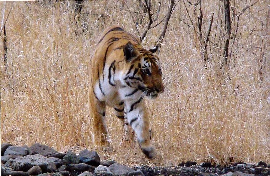 Bor Wild Life Sanctuary