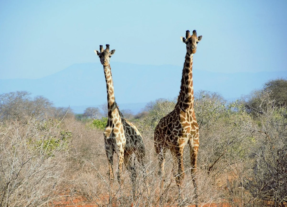 Aqua Paradise Safaris Day Tours