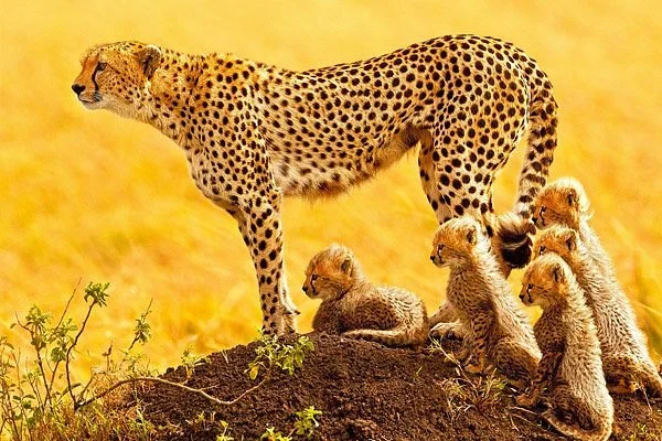 Myriad Safaris
