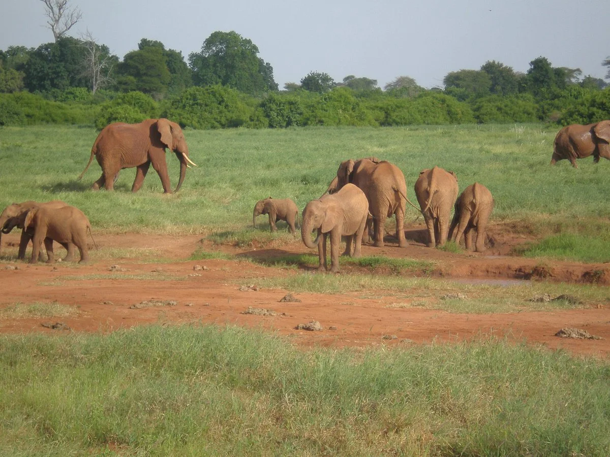 Ombre Tours & Safaris