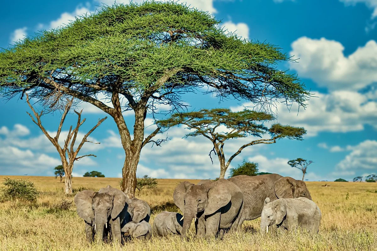 Siri Maasai Safari