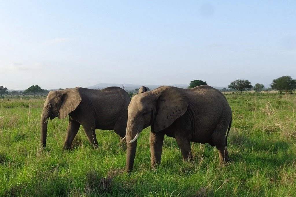 Jambo Vacations & Safaris