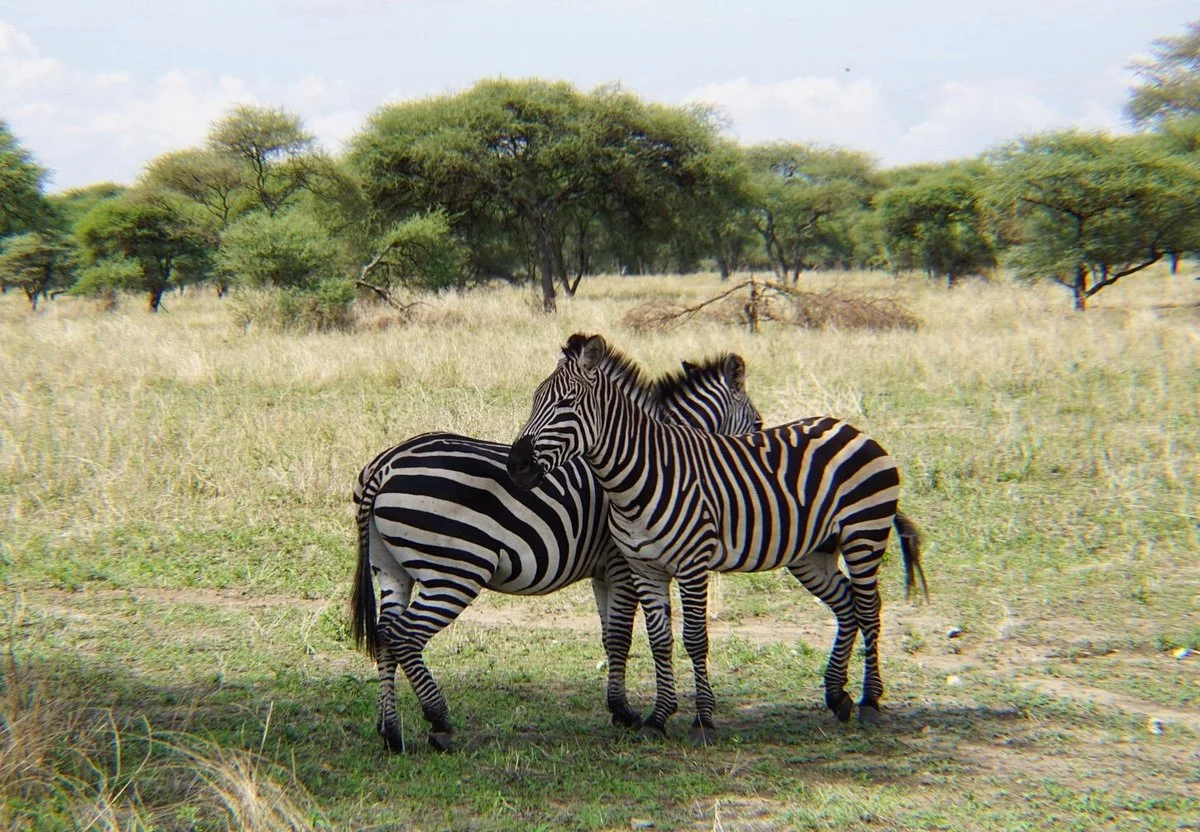 Safari Makers