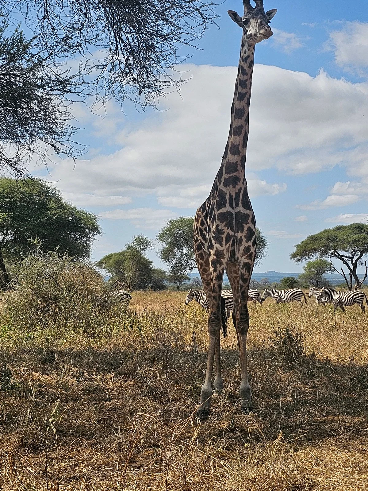 Wildersun Safaris & Tours Tanzania