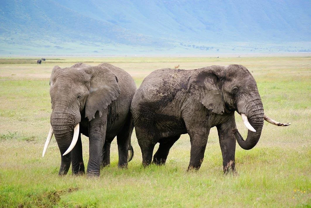 African Ambition Tours - Day Tours