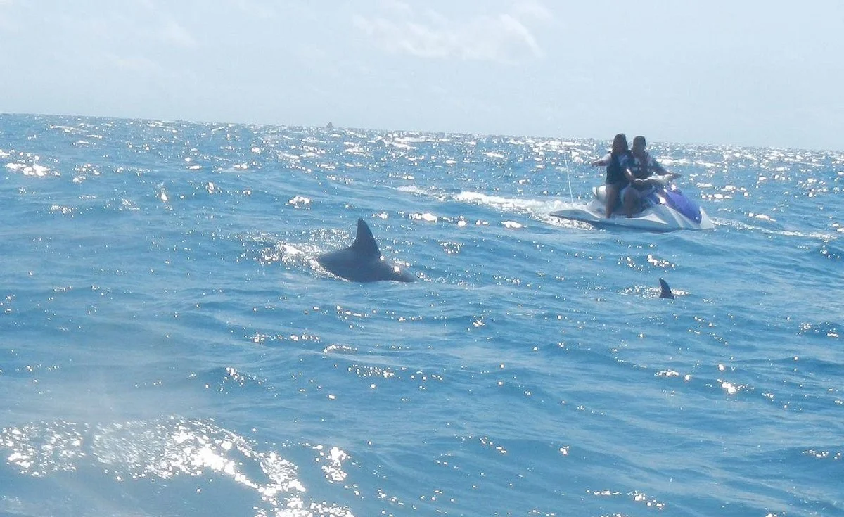 Jet Ski Safari