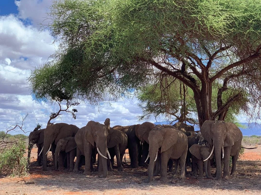 KingTomondo Safaris Kenya
