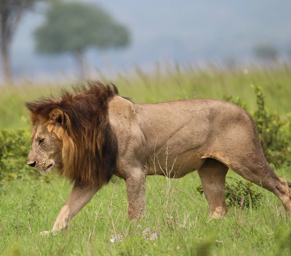 Chabo Africa Safaris