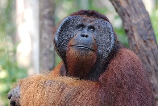 Tanjung Puting National Park